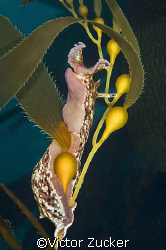 california kelp slug by Victor Zucker 